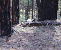 Sciurus aberti kaibabensis