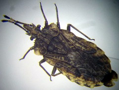 Aradus hieroglyphicus