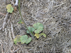 Ranunculus nigrescens