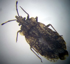 Aradus hieroglyphicus