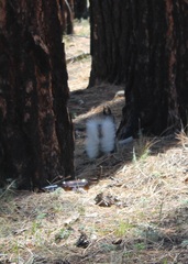 Sciurus aberti kaibabensis