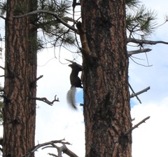 Sciurus aberti kaibabensis