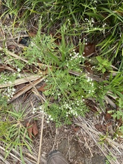 Parthenium hysterophorus image