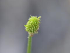 Ranunculus nigrescens