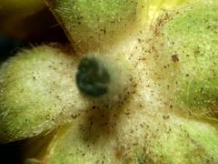 Ranunculus nigrescens