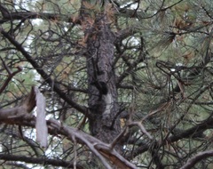 Sciurus aberti kaibabensis