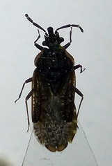 Aradus lugubris
