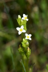Sebaea albidiflora