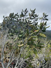 Angiospermae