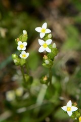 Sebaea albidiflora