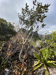 Angiospermae