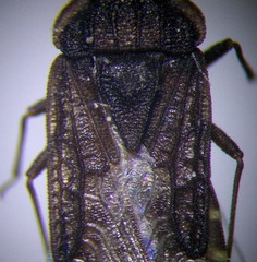 Aradus lugubris
