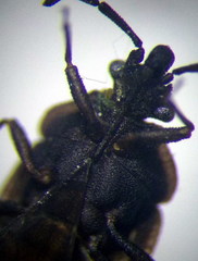 Aradus lugubris