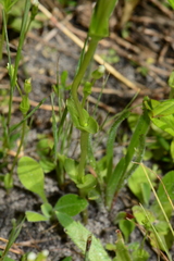 Sebaea albidiflora