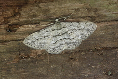 Hymenomima memor