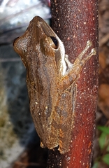 Polypedates leucomystax