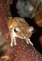 Polypedates leucomystax