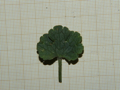 Ranunculus nigrescens