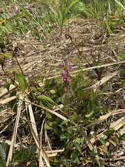 Magnoliopsida