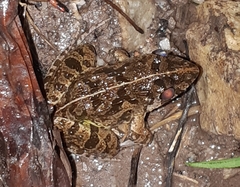 Fejervarya limnocharis