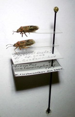 Arocatus melanocephalus