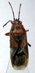 Arocatus melanocephalus