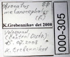 Arocatus melanocephalus