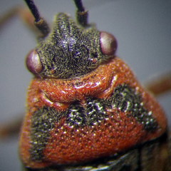 Arocatus melanocephalus