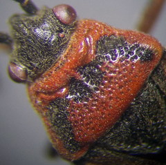 Arocatus melanocephalus