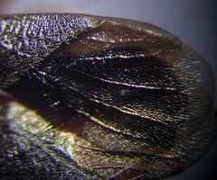 Arocatus melanocephalus