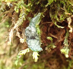 Cystopelta bicolor