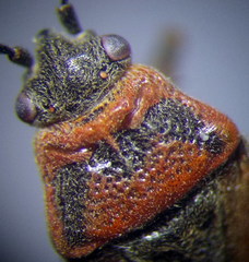 Arocatus melanocephalus