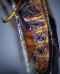 Arocatus melanocephalus