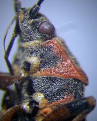 Arocatus melanocephalus