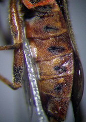 Arocatus melanocephalus