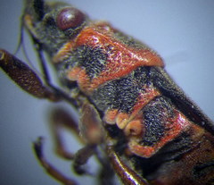 Arocatus melanocephalus