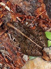 Fejervarya limnocharis