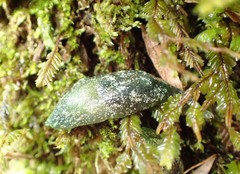 Cystopelta bicolor