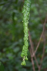 Phyllodium longipes
