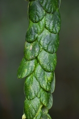 Phyllodium longipes