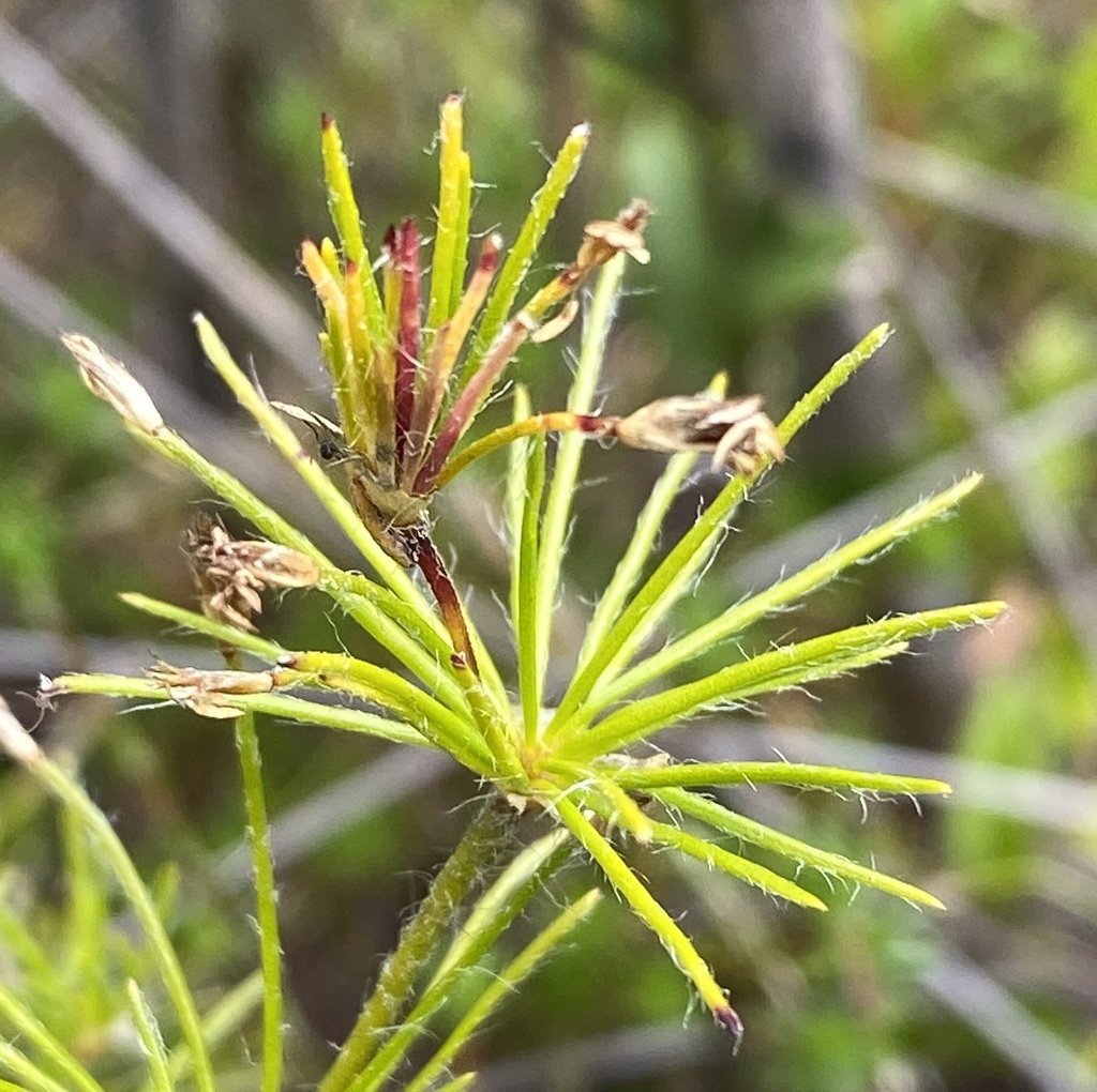 Desmocladus fasciculatus