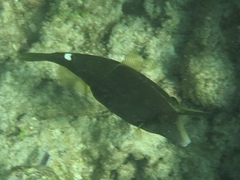 Cantherhines pardalis