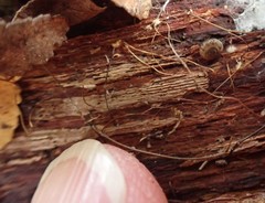 Oreomava johnstoni