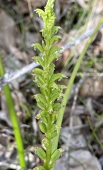 Microtis alboviridis