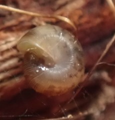 Oreomava johnstoni