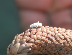 Cryptolaemus montrouzieri