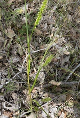 Microtis alboviridis