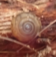 Oreomava johnstoni