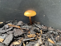 Galerina patagonica