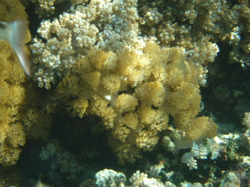 Sea Fan